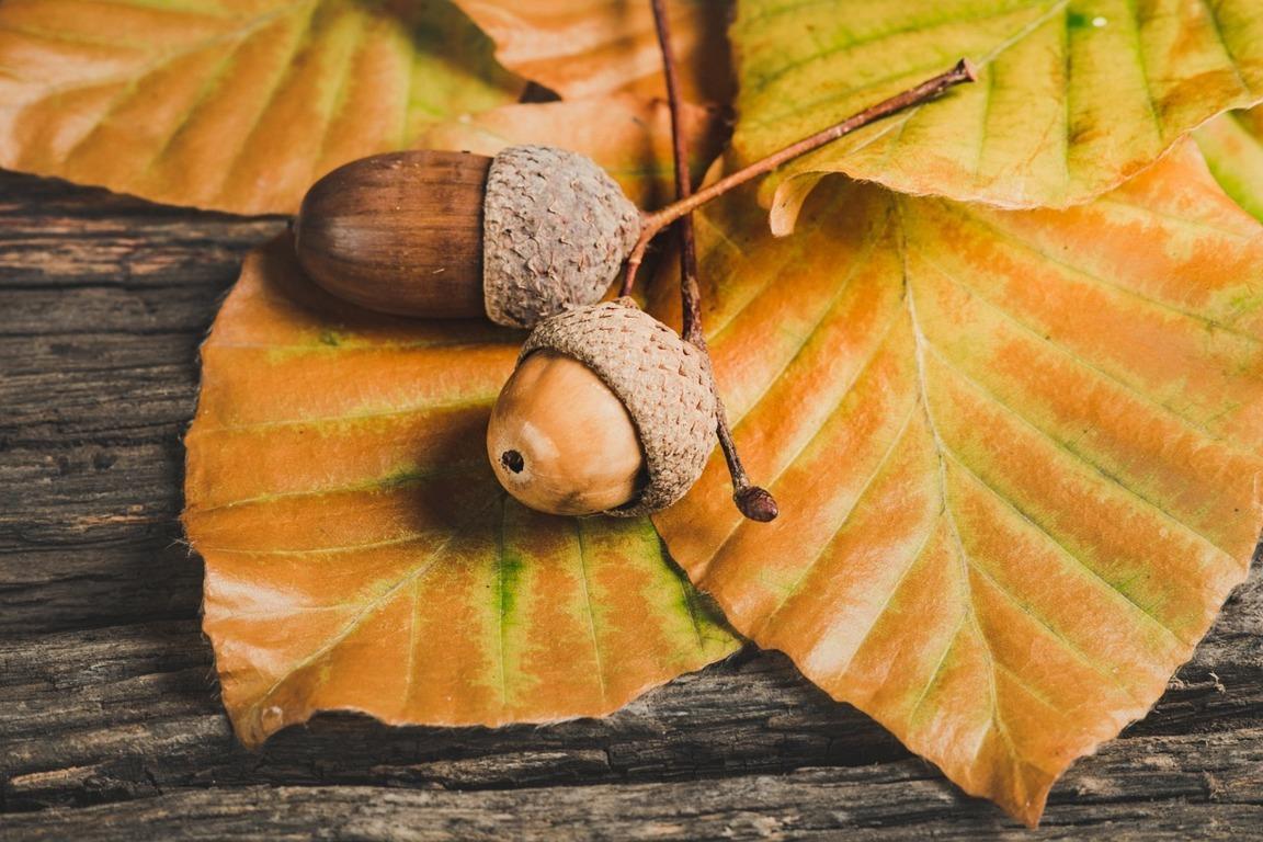 speciale anteprima sagre d autunno 2025 a reggio calabria